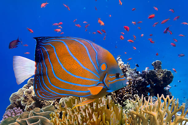 istock Tropical fish and Hard corals in the Red Sea 629529912