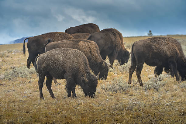 istock Wild Bison in the park 629531238