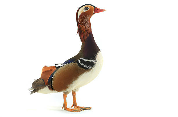 istock male mandarin duck 629532228
