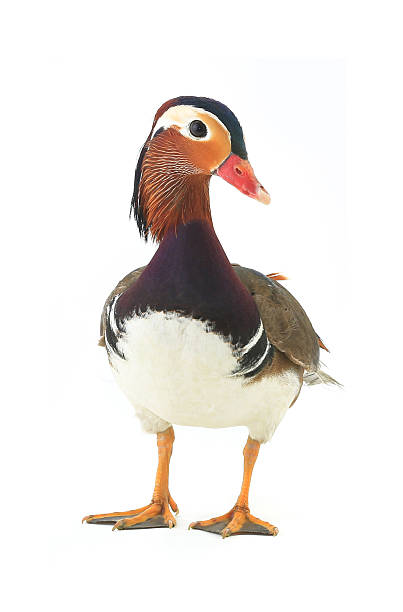 istock male mandarin duck 629532298
