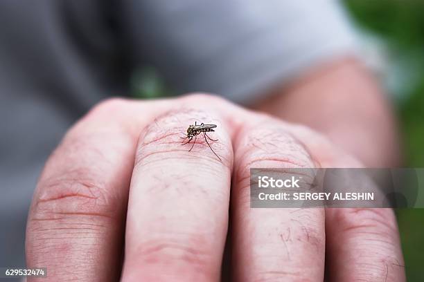 Mosquito Sucking Blood On The Man Skin Stock Photo - Download Image Now - Mosquito, Insect Repellant, Insect