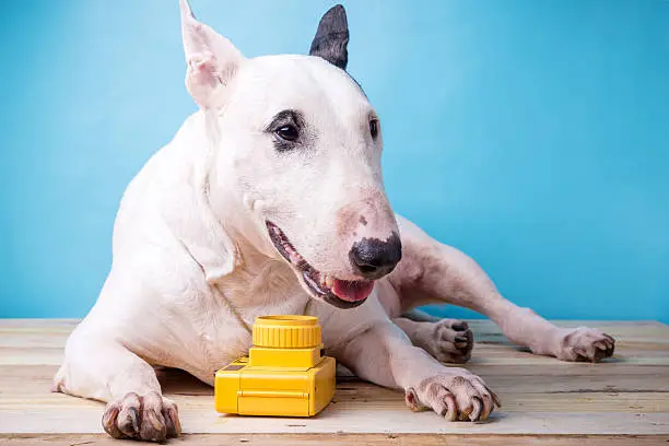 english bullterrier dog with toy camera on wooden floor background travel concept