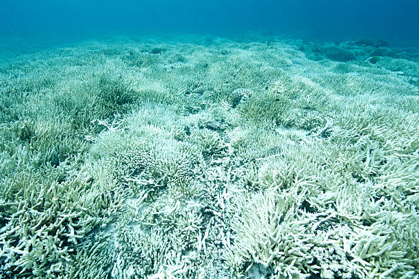 coral bleaching stock photo