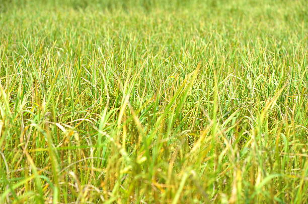 the rice in farm prepare to harvest