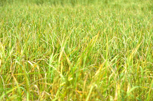 the rice in farm prepare to harvest