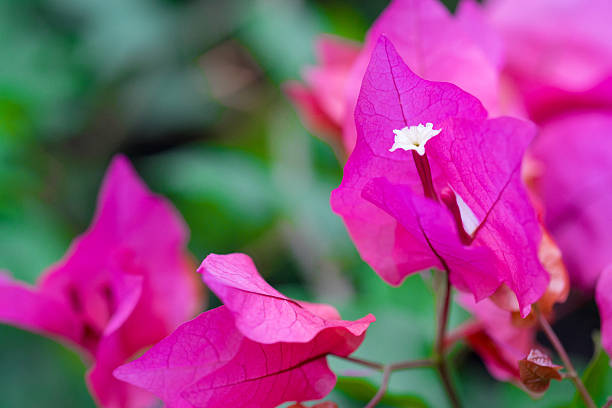 istock Pink bougainvillea flower 629533192