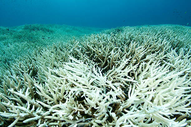 coral bleaching devastating coral bleaching due to global warming. These corals are dying. dead animal photos stock pictures, royalty-free photos & images