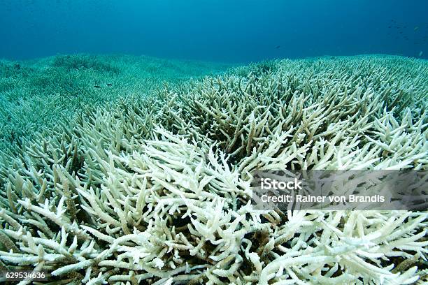 Coral Bleaching Stock Photo - Download Image Now - Coral Bleaching, Reef, Coral - Cnidarian