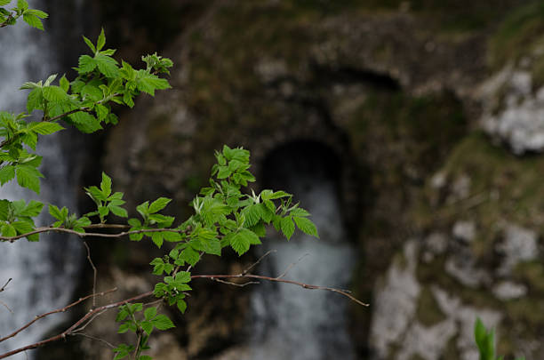 Savica Waterfall plants stock photo