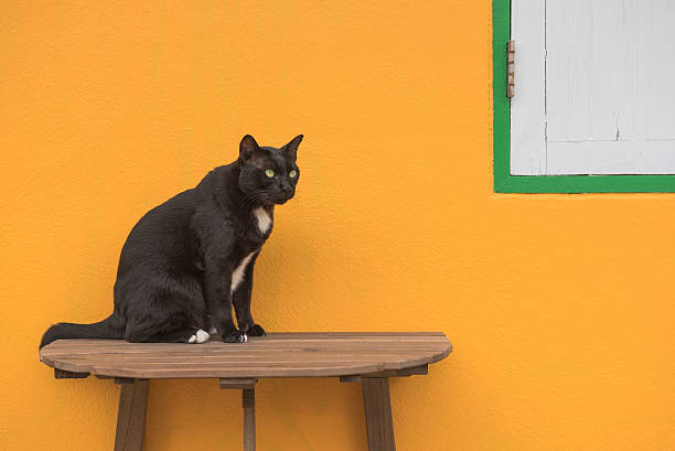 Very active 4 months kitten climbing on a door top. It is a tuxedo cat with a little white moustache on upper lips. Horizontal full length indoors shot with copy space.