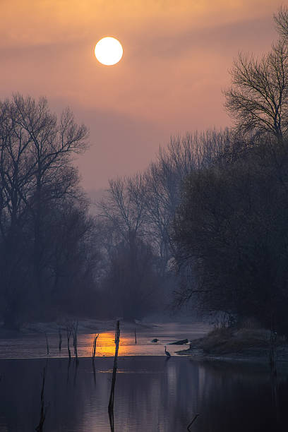 winter sunrise over frozen wetland. - fog tree purple winter imagens e fotografias de stock