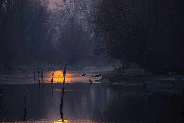 winter sunrise over frozen wetland. - fog tree purple winter imagens e fotografias de stock