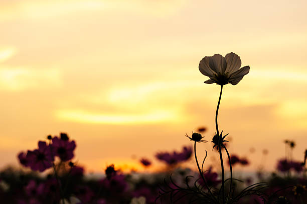 istock White cosmos on field in twilight 629554328