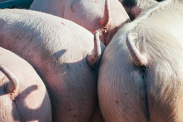 Pork butt on the farm stock photo