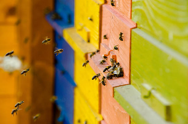Slovenia Bee Hive stock photo