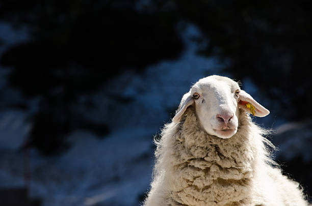 Mountain Sheep stock photo