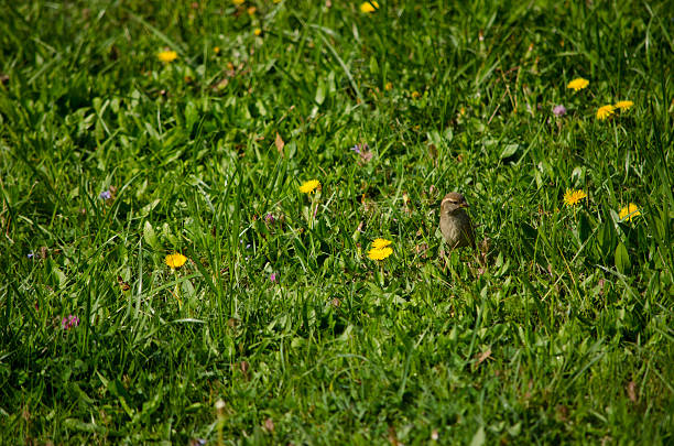 Sparrow in Meadow stock photo