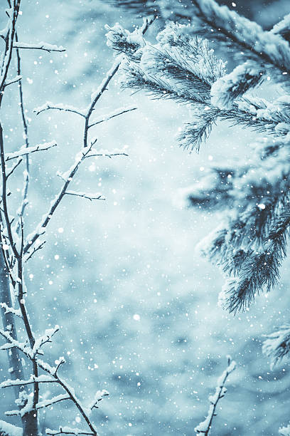 istock Winter scene - Frosted pine branches. Winter in the woods 629556626