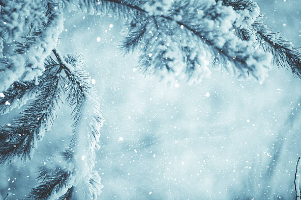istock Winter scene - Frosted pine branches. Winter in the woods 629556764