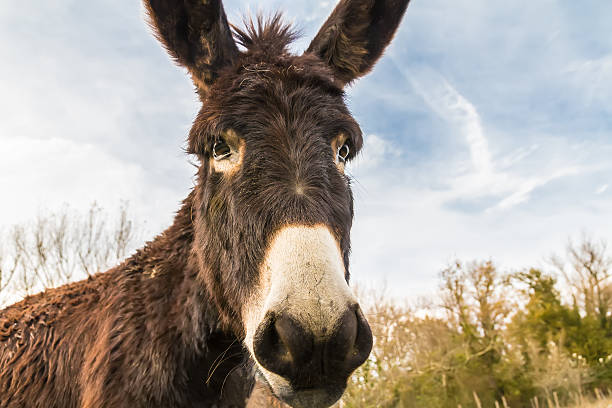 istock Donkey in the countryside 629557142