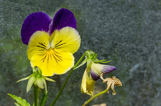 20+ Viola Altaica Stock Photos, Pictures & RoyaltyFree Images iStock