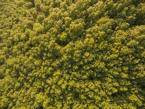 Top view of the tops of deciduous trees. Aerial photo.