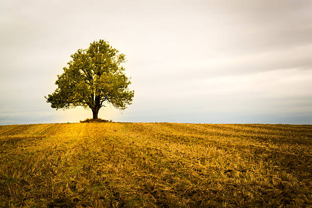 arbre solitaire dans un champ - autumn sun oak tree photos et images de collection