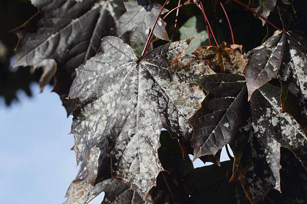 Powdery mildew on dark leafpurple leaved Norway maple Schwedler stock photo
