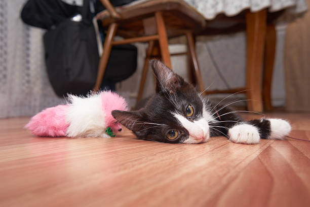 istock Homeless little kitten. Matched kitten resting on the couch. 629565454