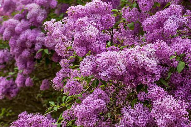 lilac flowers - mor leylak stok fotoğraflar ve resimler