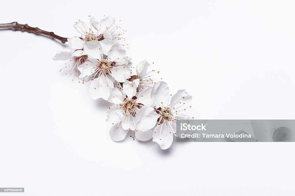 Flor de damasqueiro - Foto de stock de Flor de Pessego royalty-free Flor de damasqueiro - Foto de stock de Flor de Pessego royalty-free