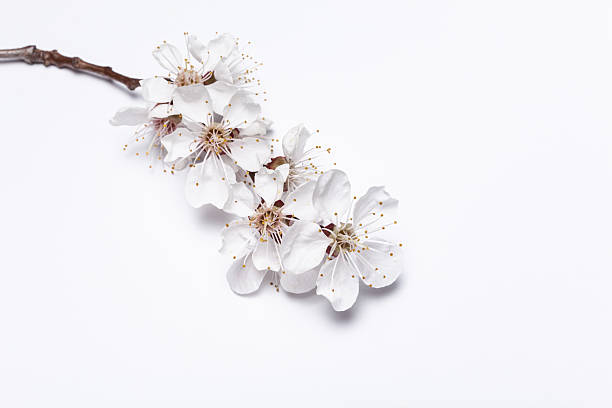 apricot blossom - apricot blossom 個照片及圖片檔