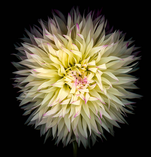 Close up of yellow dahlia flower petals