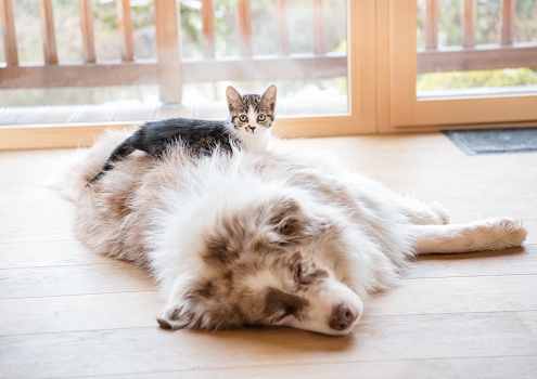 Cute photo of a dog and cat snuggling together. Nikon D810. Converted from RAW.
