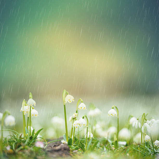 Rain Over Spring Snowflake Leucojum vernum in early spring on a rainy day leucojum vernum stock pictures, royalty-free photos & images