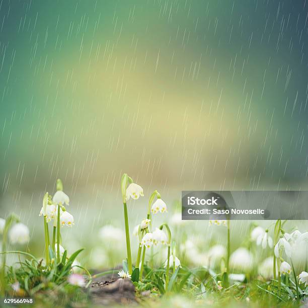 Rain Over Spring Snowflake Stock Photo - Download Image Now - Springtime, Rain, March - Month