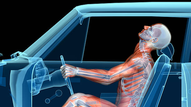 istock Human anatomy in a car crash, muscles and skeleton 629568930