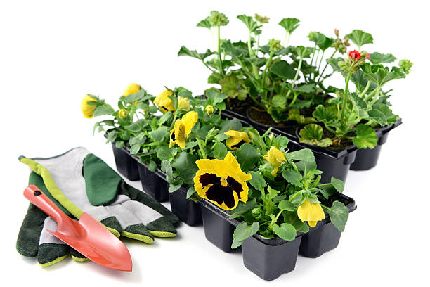 istock tray of pansy and geranium seedlings with garden equipment 629570430