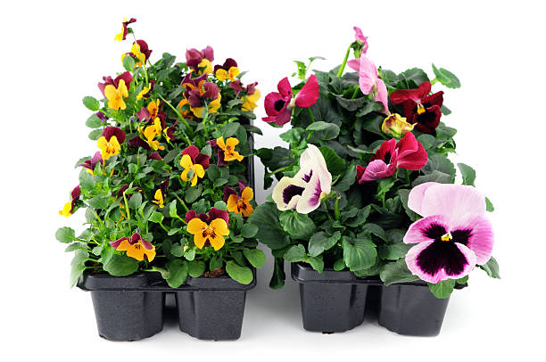 istock tray of pansy seedlings 629570516