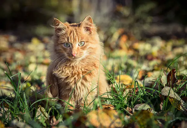 Red domestic tomcat among the grass and leaves at fall