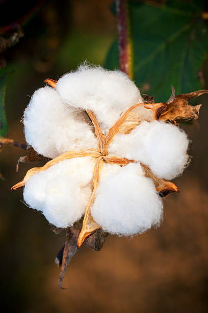 istock Ripe cotton boll on a cotton field 629579598