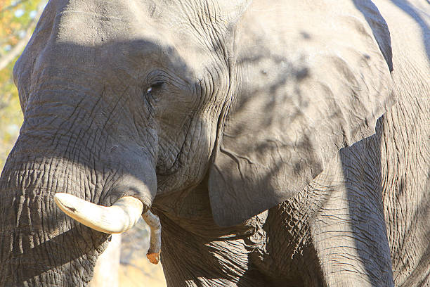 istock African elephant in Moremi, Okavango Delta, Botswana 629579912