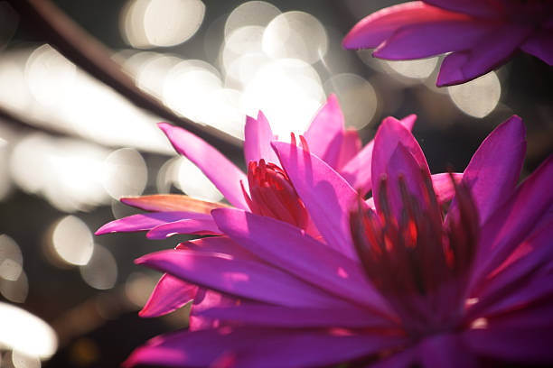 istock beautiful lotus flower with bokeh background. 629580280
