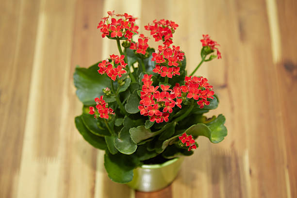 istock Red kalanchoe flowers 629581718