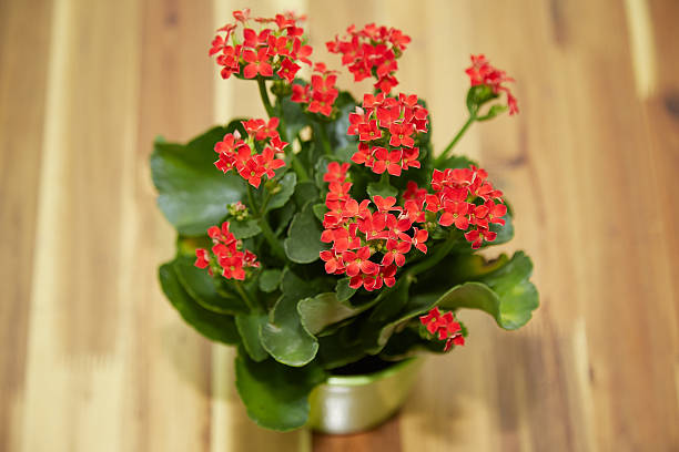 istock Red kalanchoe flowers 629581744