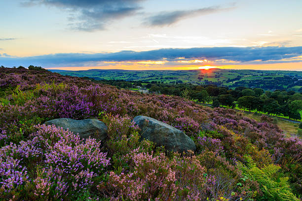 Heather in bloom Heather in bloom at sunset, Norland Moor - Calderdale, West Yorkshire, UK west yorkshire stock pictures, royalty-free photos & images