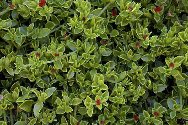 Aizoaceae heartleaf Green leaves with red dots heartleaf iceplant aptenia cordifolia stock pictures, royalty-free photos & images