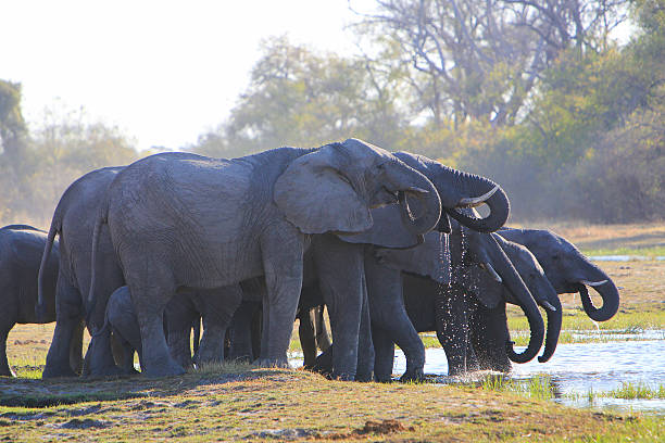 istock African elephants drinking in Moremi, Okavango Delta, Botswana 629582478