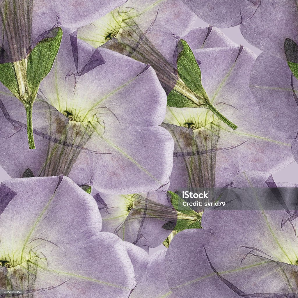 Petunia Textura De Patrón Sin Costuras De Flores Secas Prensadas Foto de stock y más banco de imágenes de Abstracto - iStock Petunia Textura De Patrón Sin Costuras De Flores Secas Prensadas Foto de stock y más banco de imágenes de Abstracto - iStock