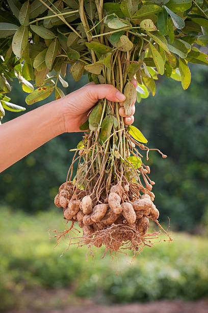 농지에 땅콩 줄기를 들고 - peanut peanut crops plant root 뉴스 사진 이미지